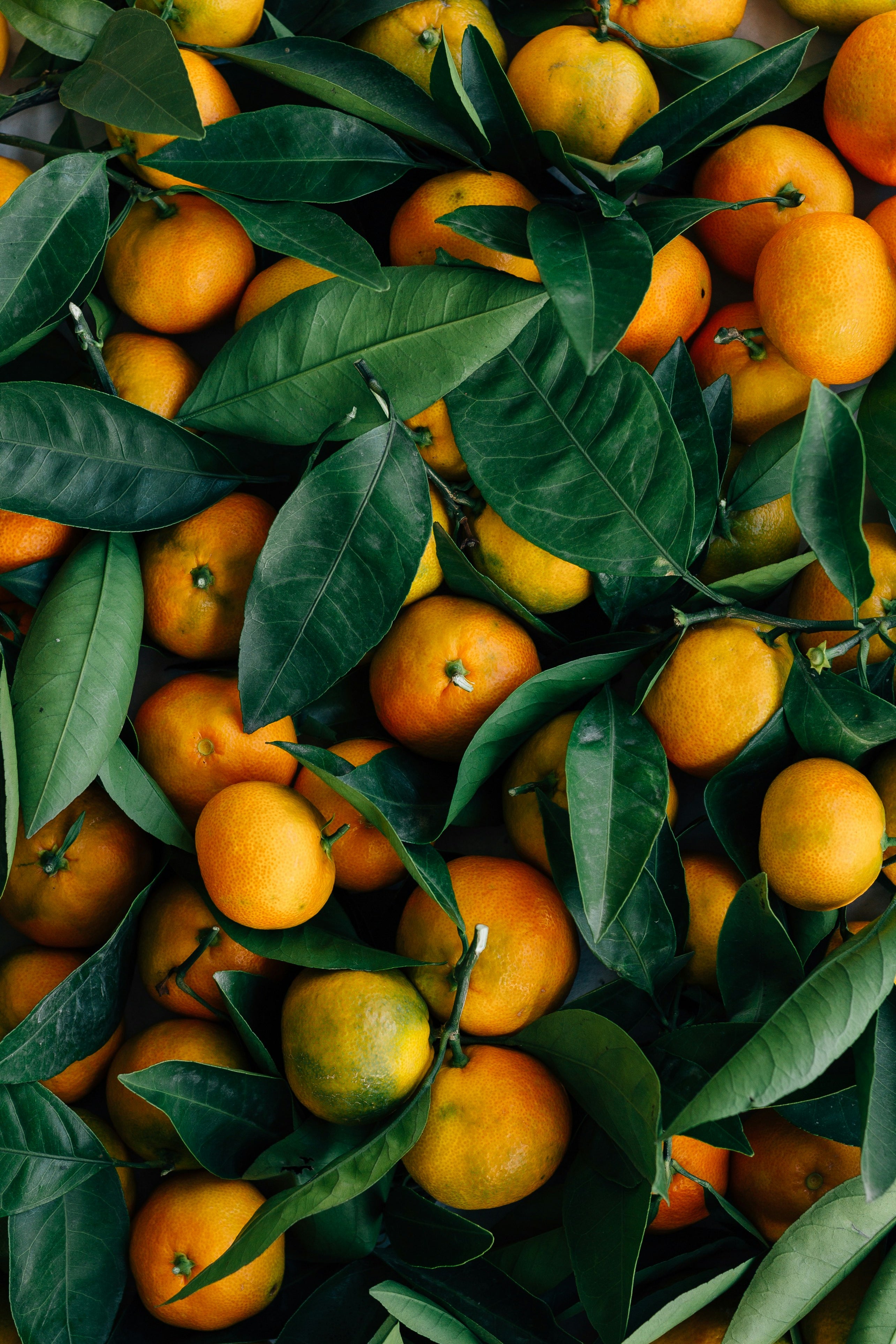 Bitter oranges with green leaves on a leafy background