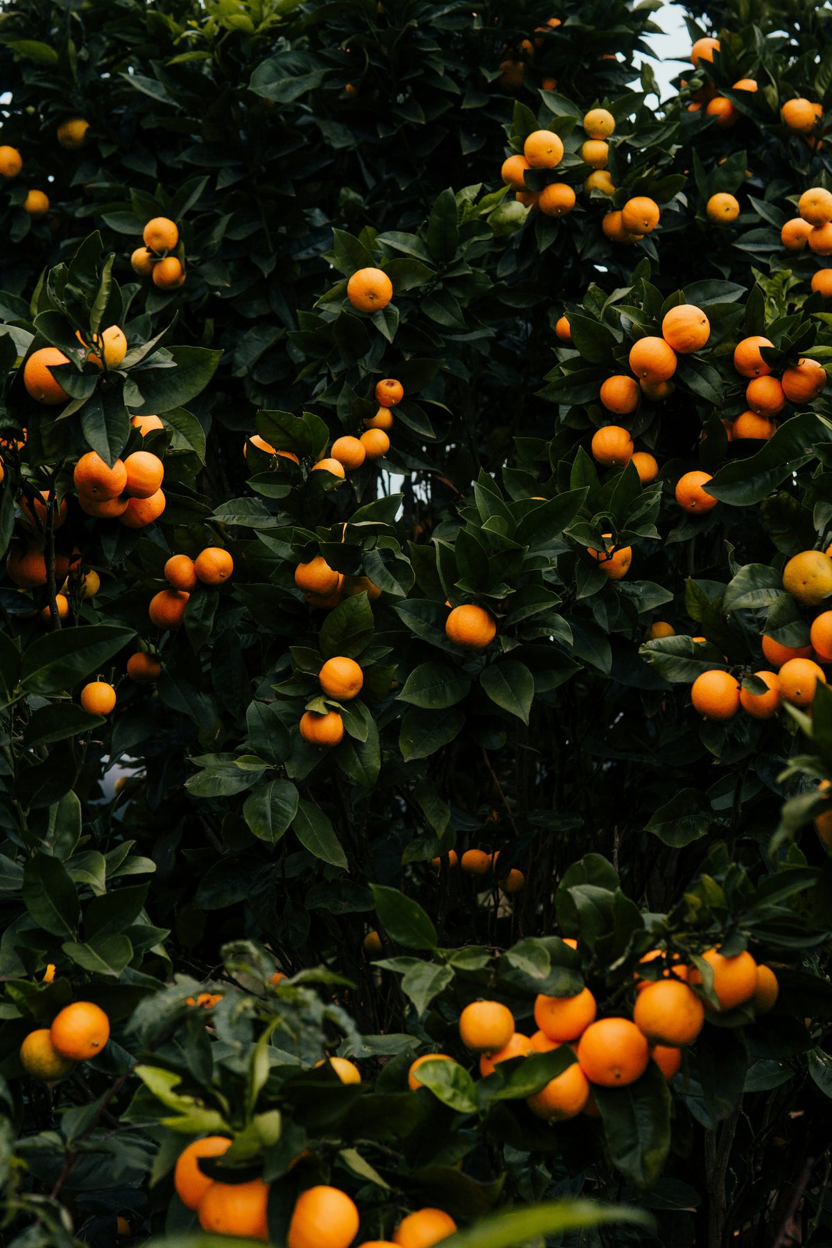A close-up view of a sweet orange tree covered with bright orange fruits and dark green leaves.
